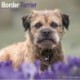 Border Terrier Calendar 2026  Square Dog Breed Wall Calendar - 16 Month