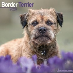 Border Terrier Calendar 2026  Square Dog Breed Wall Calendar - 16 Month