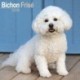 Bichon Frise Calendar 2026  Square Dog Breed Wall Calendar - 16 Month
