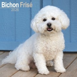 Bichon Frise Calendar 2026  Square Dog Breed Wall Calendar - 16 Month