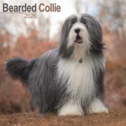Bearded Collie Calendar 2026  Square Dog Breed Wall Calendar - 16 Month