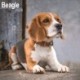 Beagle Calendar 2026  Square Dog Breed Wall Calendar - 16 Month