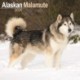 Alaskan Malamute Calendar 2026  Square Dog Breed Wall Calendar - 16 Month