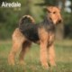 Airdale  Calendar 2026  Square Dog Breed Wall Calendar - 16 Month