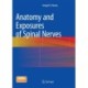 Anatomy and Exposures of Spinal Nerves