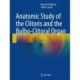 Anatomic Study of the Clitoris and the Bulbo-Clitoral Organ