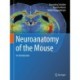 Neuroanatomy of the Mouse: An Introduction