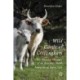 Wild Cattle of Chillingham: The Natural History of an Ancient Breed