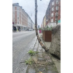 You can never hold back spring