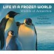Life in a Frozen World: Wildlife of Antarctica