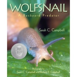 Wolfsnail: A Backyard Predator
