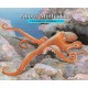 About Mollusks: A Guide for Children (Educational Science Book About Octopus, Snails, Clams, & Other Sea Creatures for Classroom & Homeschool Use)