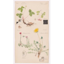 Hilma af Klint: What Stands Behind the Flowers