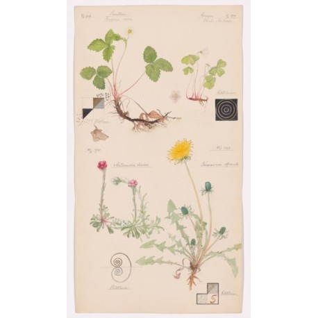 Hilma af Klint: What Stands Behind the Flowers