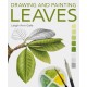 Drawing and Painting Leaves