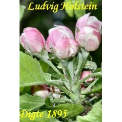 Digte 1895