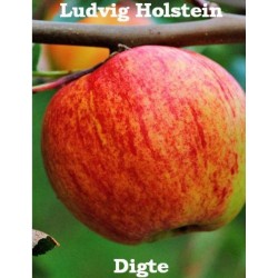 Digte