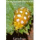 Epitafium