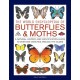 Butterflies & Moths, The World Encyclopedia of: A natural history and identification guide to over 565 varieties around the globe