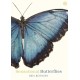 Sensational Butterflies