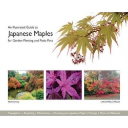 An Illustrated Guide to Japanese Maples for Garden Planting and Patio Pots