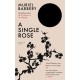 A Single Rose