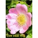 Den vilde rose
