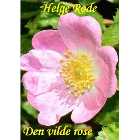 Den vilde rose