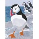 Nature Notebook: Puffin