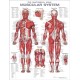The Anatomical Male Muscular System Anatomical Chart