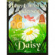 The Daisy