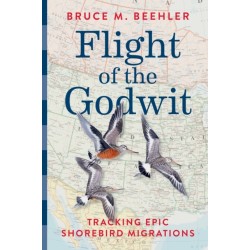 Flight of the Godwit: Tracking Epic Shorebird Migrations