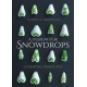 A Passion for Snowdrops: a personal perspective