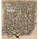 The Beautiful Brain: The Drawings of Santiago Ramon y Cajal