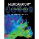 Neuroanatomy through Clinical Cases