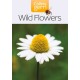 Wild Flowers