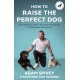 How to Raise the Perfect Dog: Everything you need to know from puppyhood to adolescence and beyond