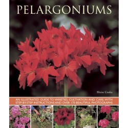 Pelargoniums
