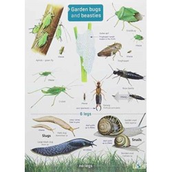 Garden Bugs and Beasties