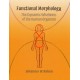 Functional Morphology: The Dynamic Wholeness of the Human Organism