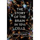 The Story of the Brain in 10½ Cells