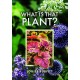 What is that Plant?