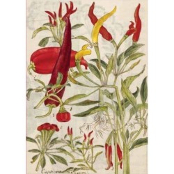 Chili Peppers & Shiso Leaves Blank Hardcover Journal: Blank Notebook with Ribbon Bookmark