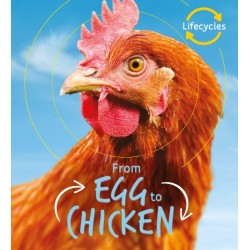 Lifecycles: Egg to Chicken