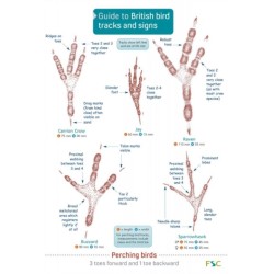 Guide to British bird tracks and signs