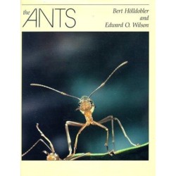 The Ants