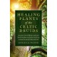 Healing Plants of the Celtic Druids: Ancient Celts in Britain and their Druid healers used plant medicine to treat the mind, body and soul
