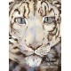 The Snow Leopard