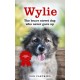 Wylie: The Brave Street Dog Who Never Gave Up