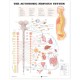 The Autonomic Nervous System Anatomical Chart